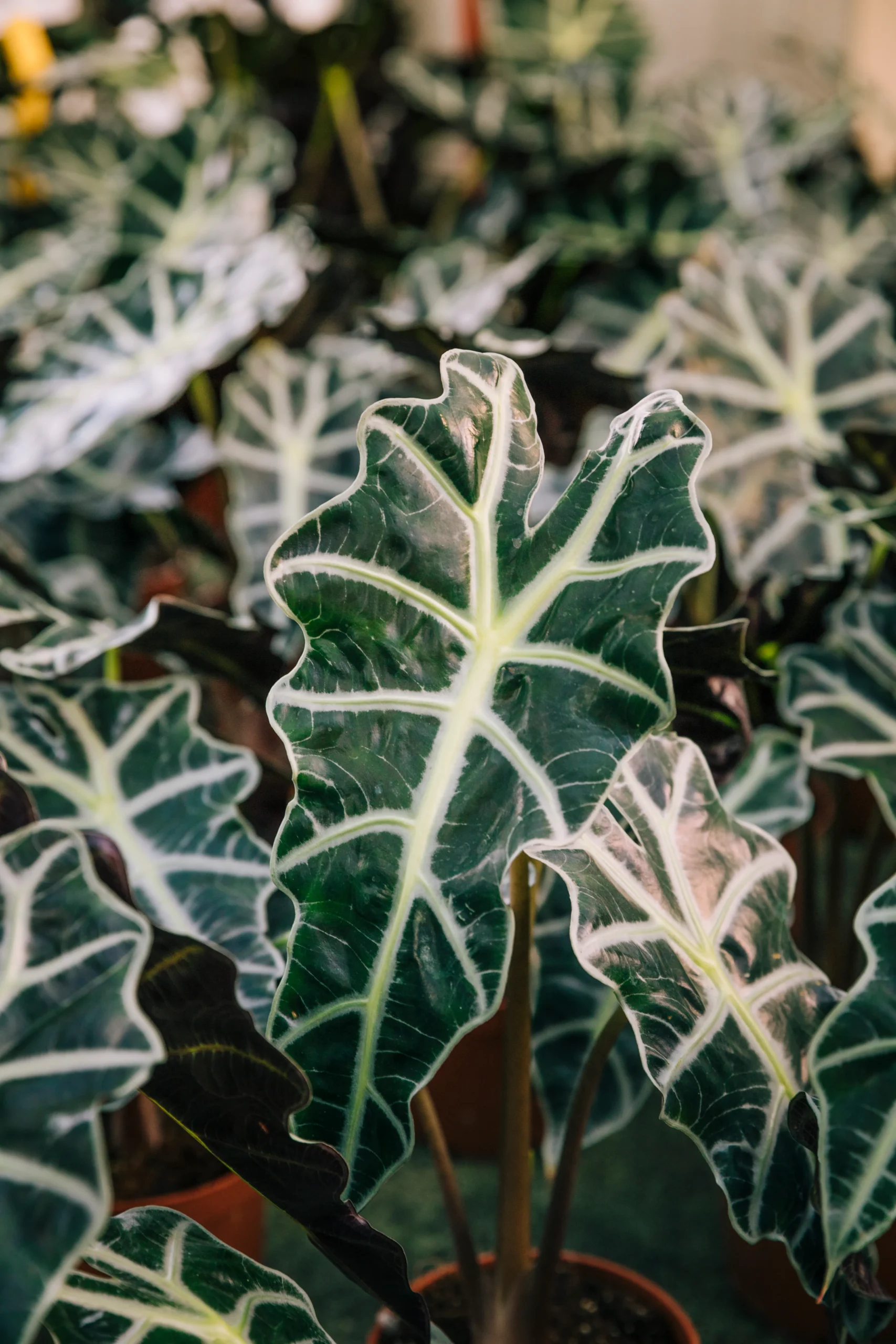 Monstera variegata, cuidados, propagación y claves