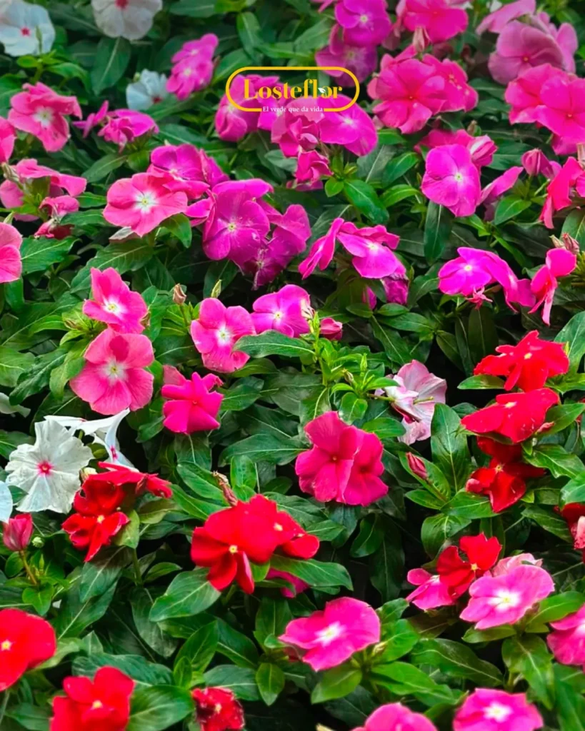 Plantas de otoño que colorean tu jardín