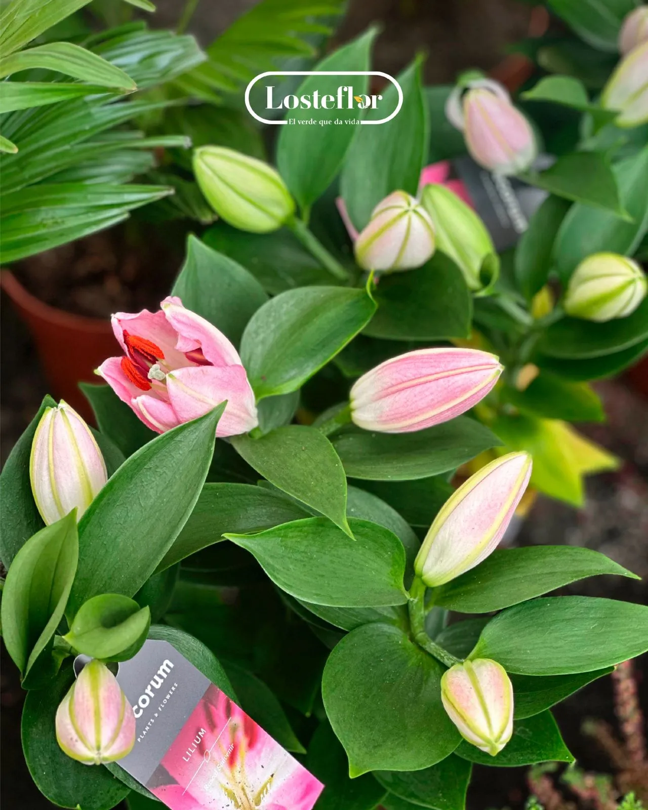 Plantas de otoño que colorean tu jardín