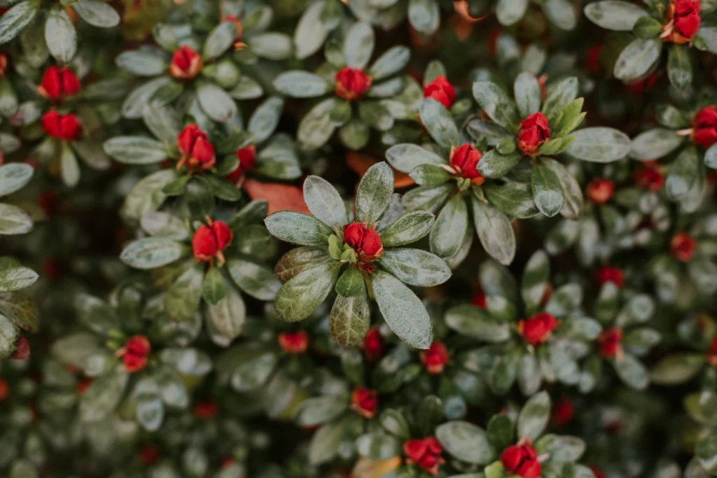 Decoración navideña sostenible, las plantas lo hacen realidad