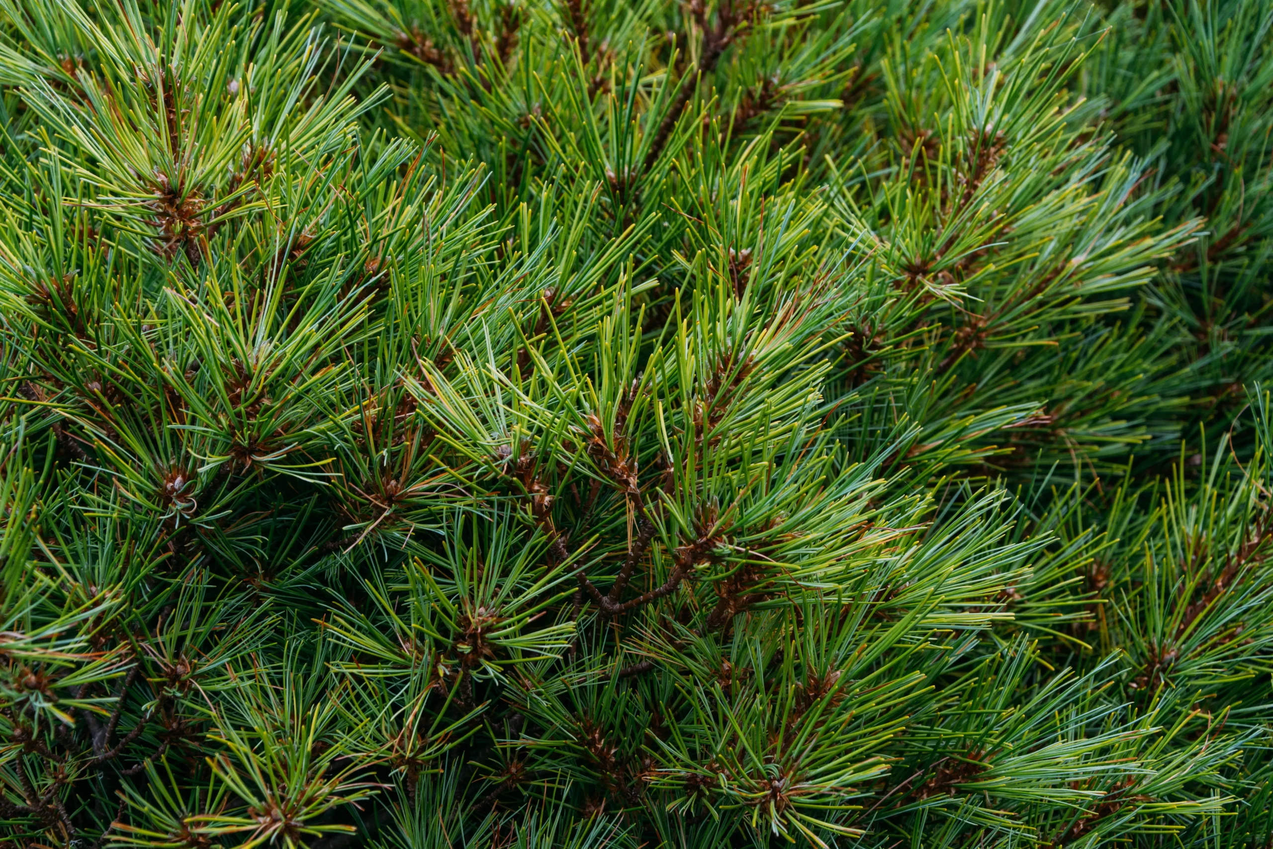 El Abeto natural en Losteflor, listo para navidad