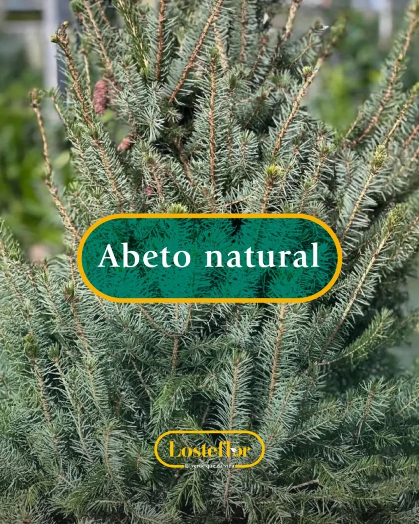 El Abeto natural en Losteflor, listo para navidad