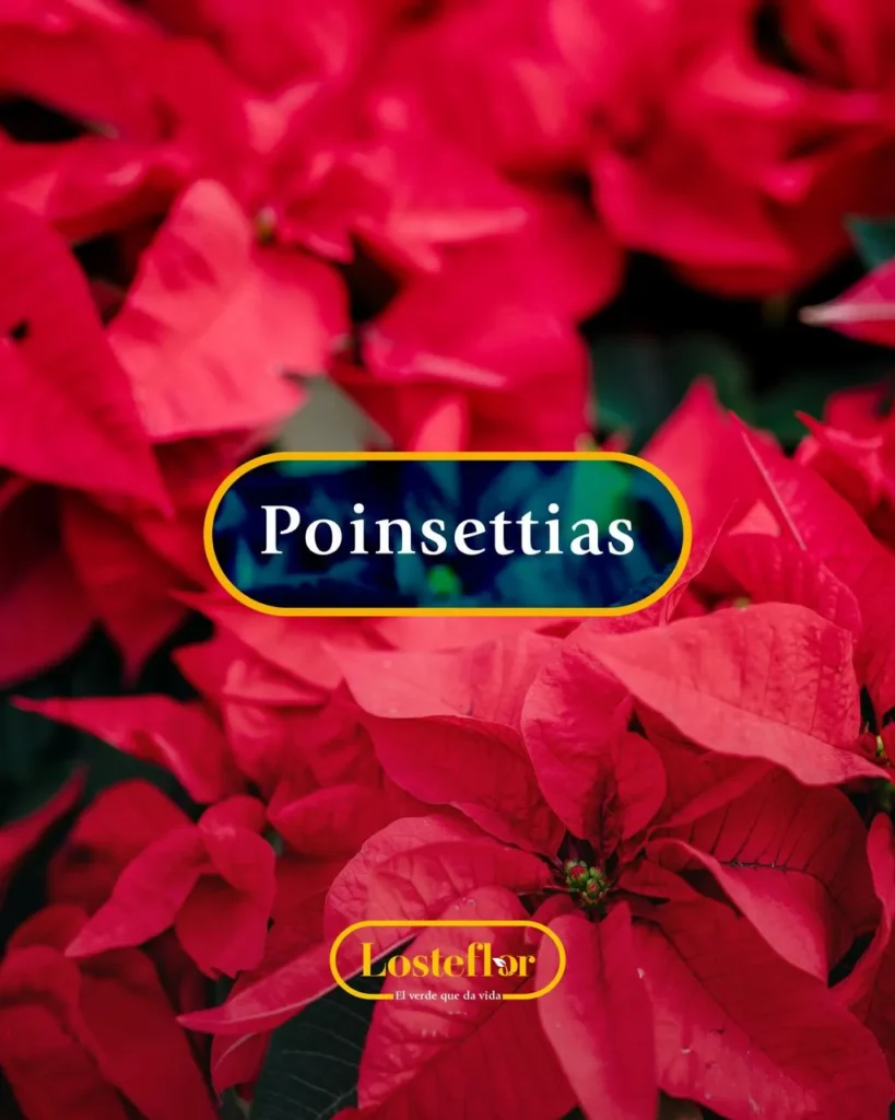 Poinsettia, flor navideña llena de espíritu en nuestro vivero