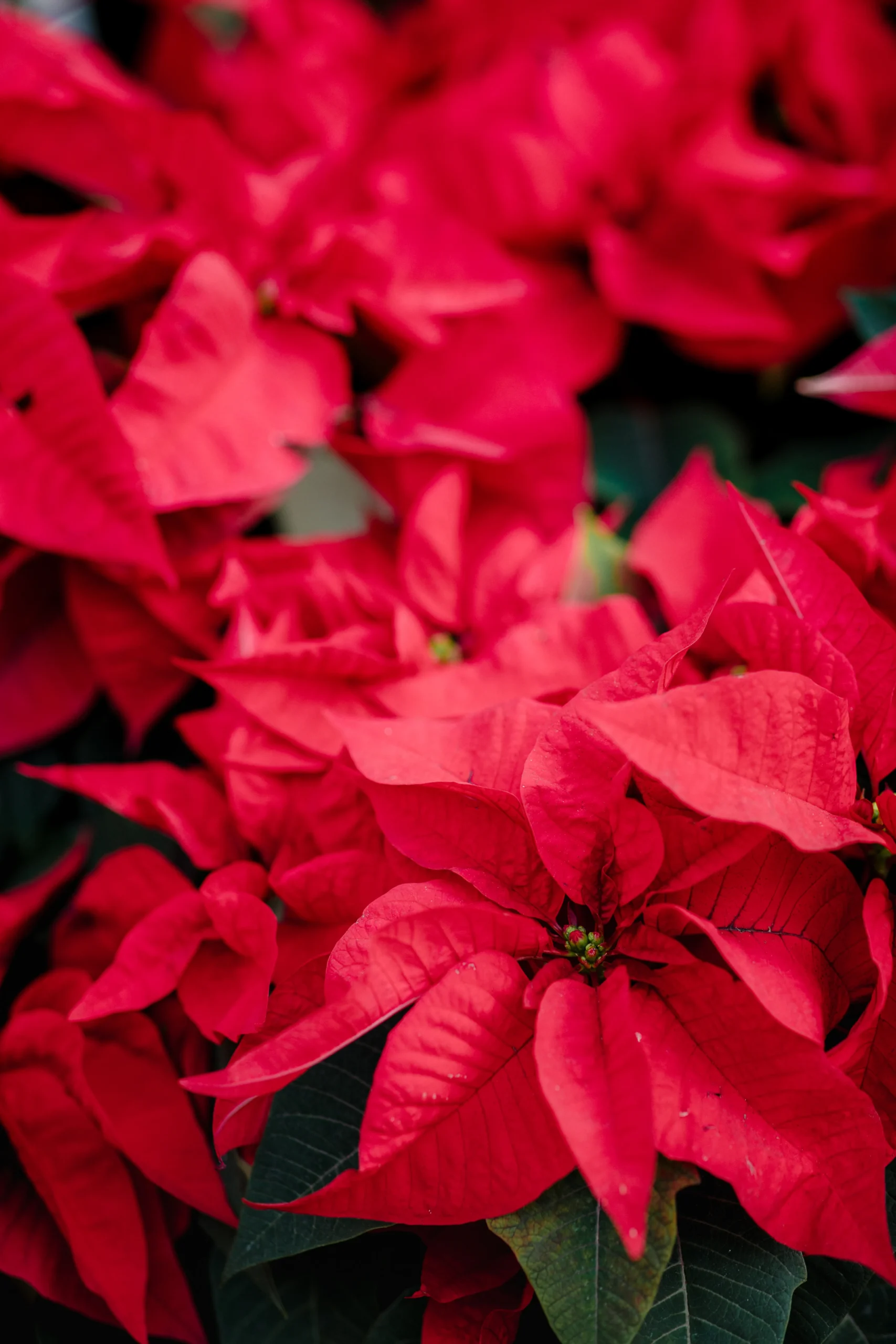 Poinsettia, flor navideña llena de espíritu en nuestro vivero