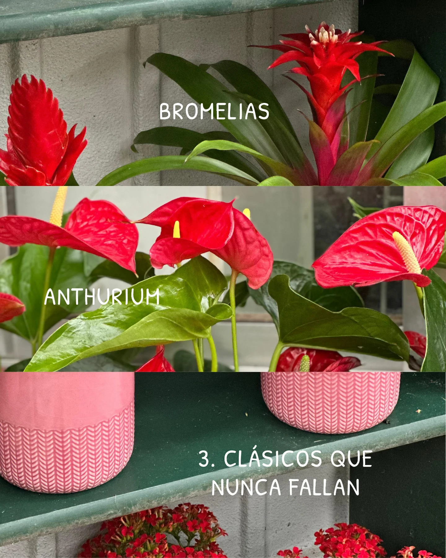 Bromelia y Anthurium regalo perfecto San Valentín Losteflor