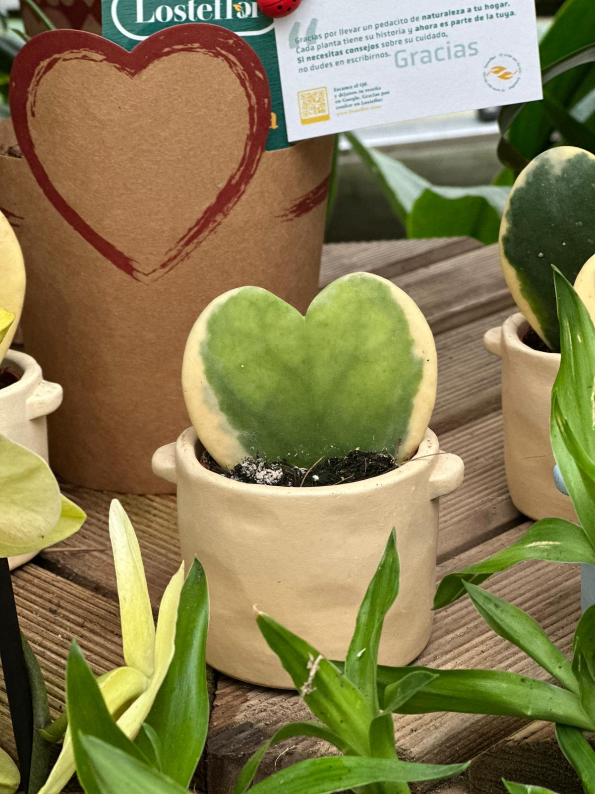Hoya kerrii corazón regalo romántico San Valentín Losteflor