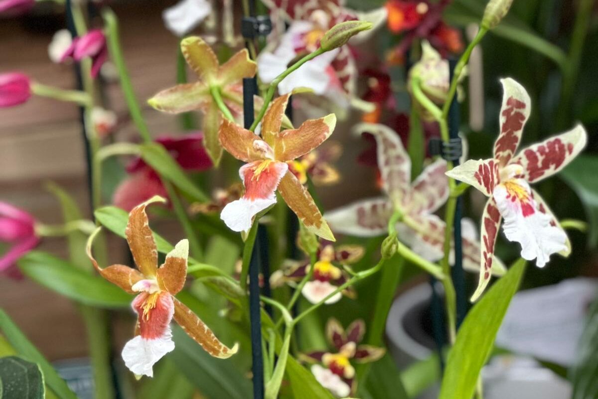Orquídea Cambria elegante regalo perfecto San Valentín Losteflor