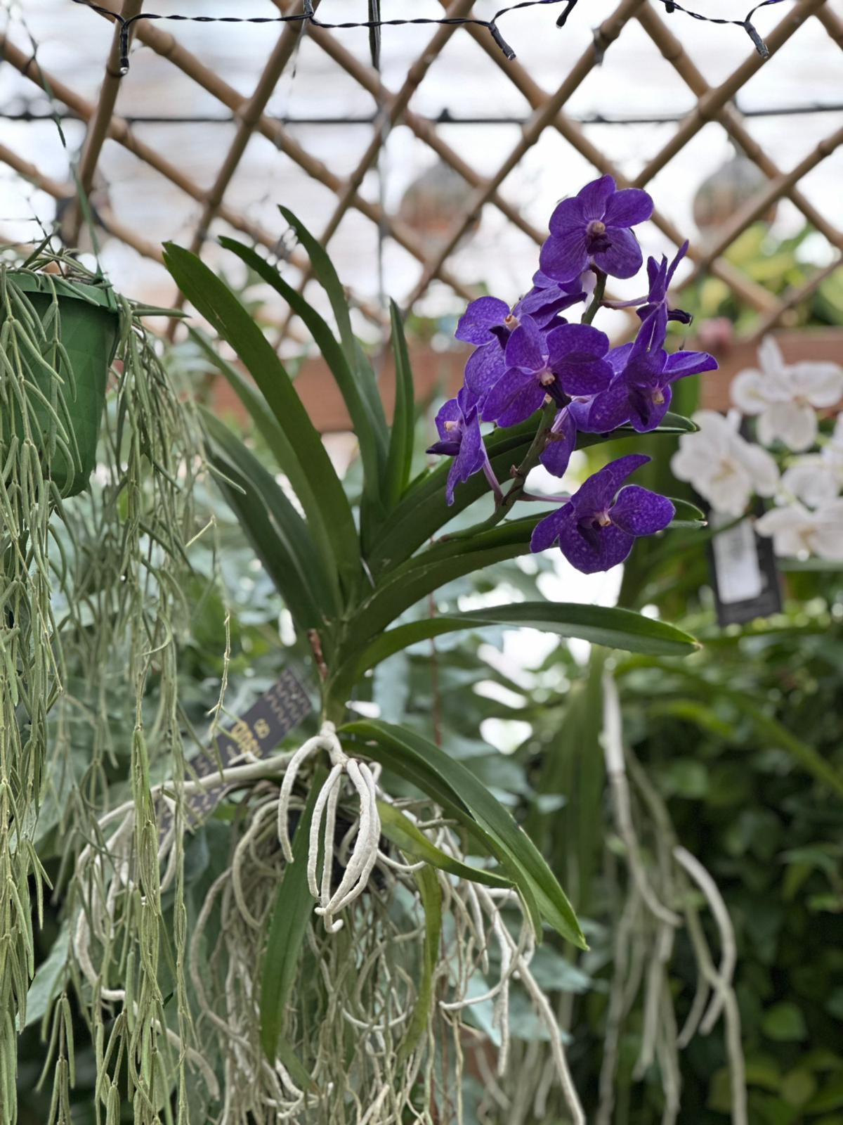 Orquídea Vanda con raíces aéreas regalo perfecto San Valentín Losteflor