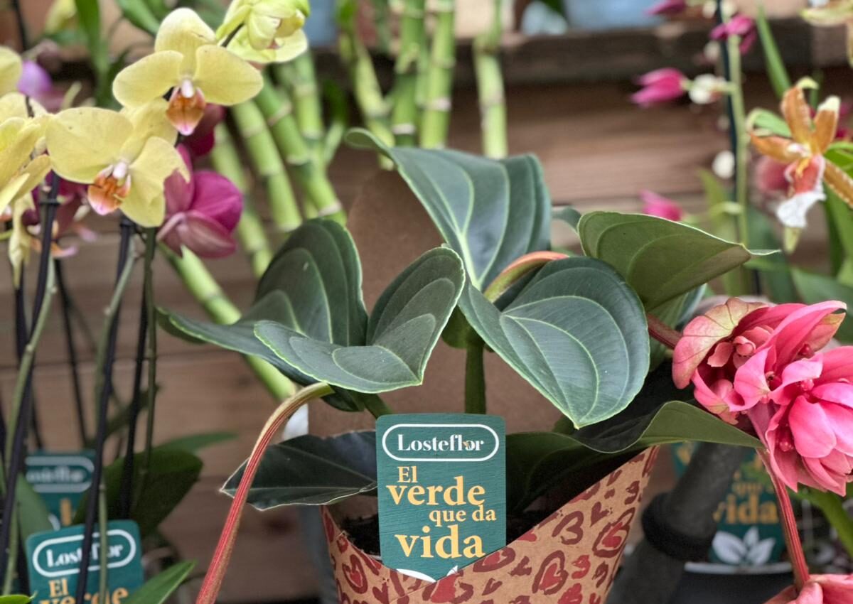 El regalo perfecto para San Valentín: plantas que crecen con vuestra historia
