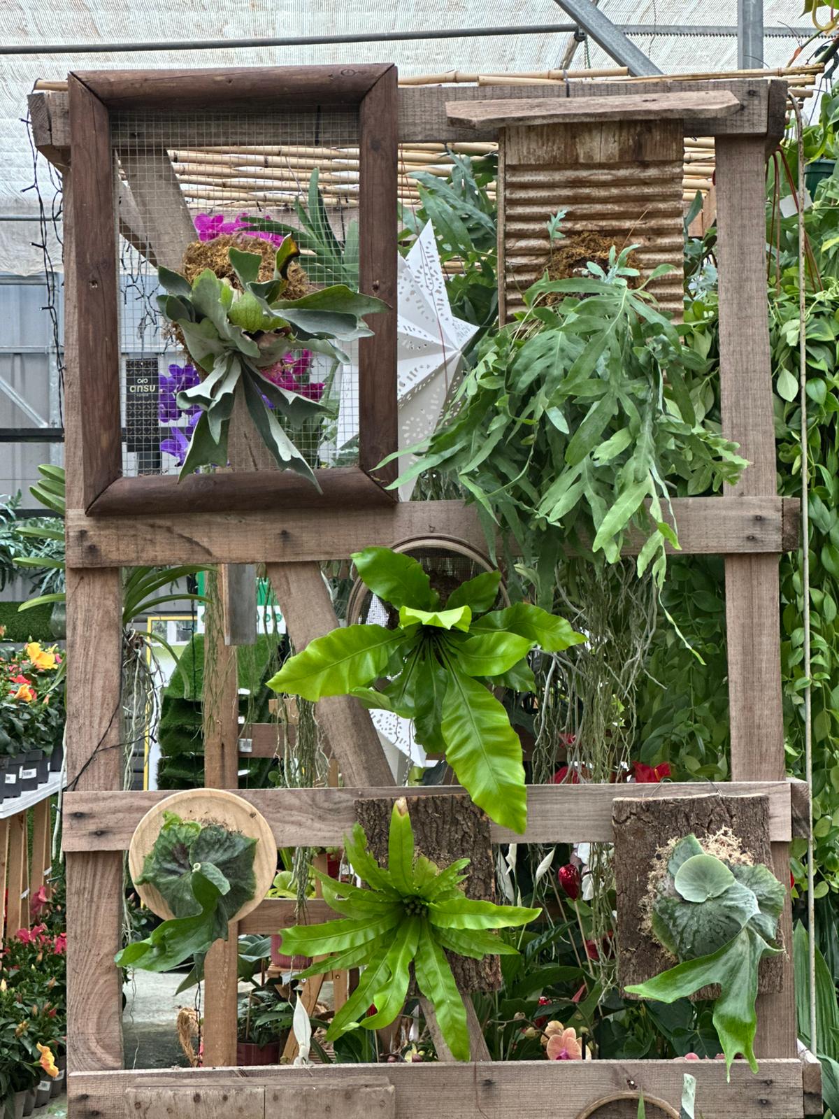 Montaje de plantas epífitas regalo perfecto San Valentín Losteflor