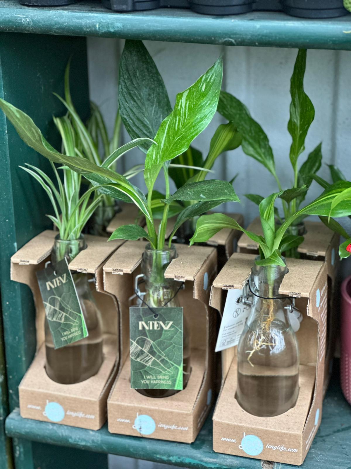 Plantas hidroponicas sin suelo regalo perfecto San Valentín Losteflor