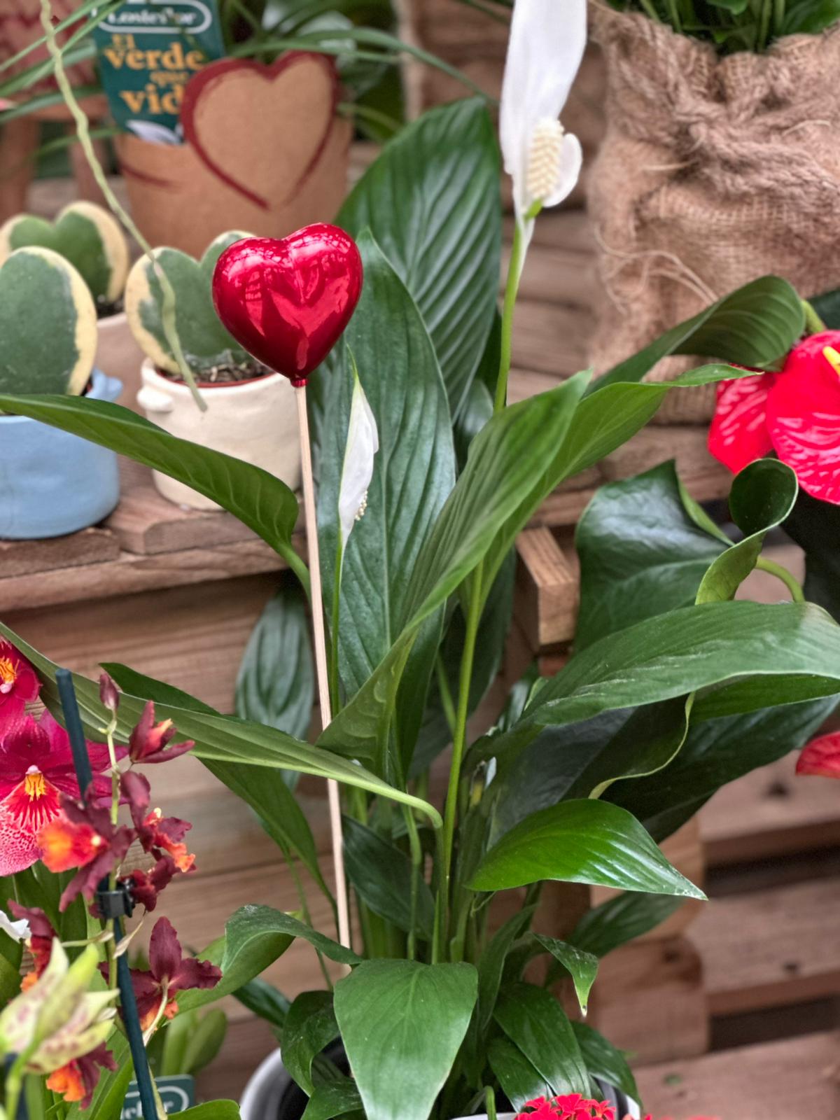 Spathiphyllum regalo plantas San Valentín Losteflor