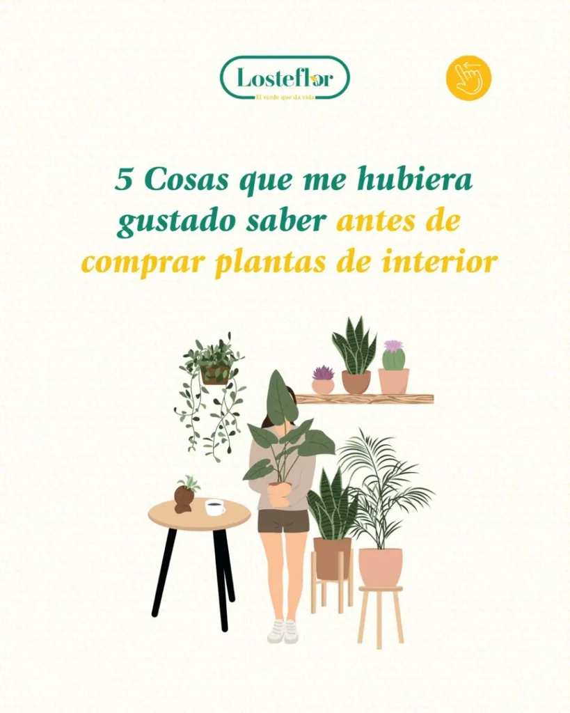 5 cosas que debes saber antes de comprar plantas de interior
