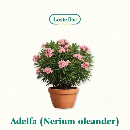 Adelfa - Plantas que aguantan el viento