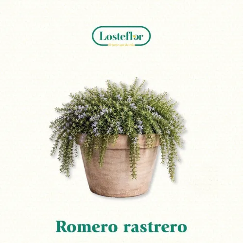 Romero - plantas que aguantan el viento