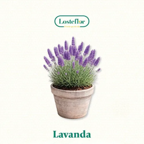 Lavanda - plantas que aguantan el viento