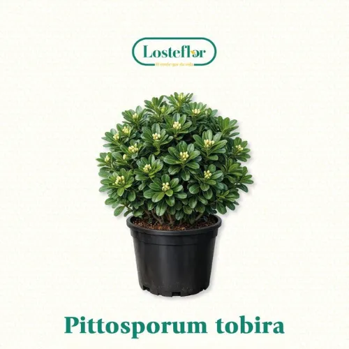 Pittosporum - plantas que aguantan el viento