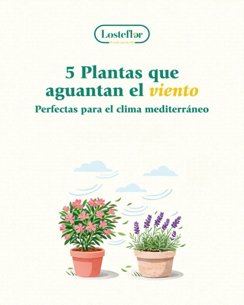 5 plantas resistentes al viento mediterráneo - losteflor