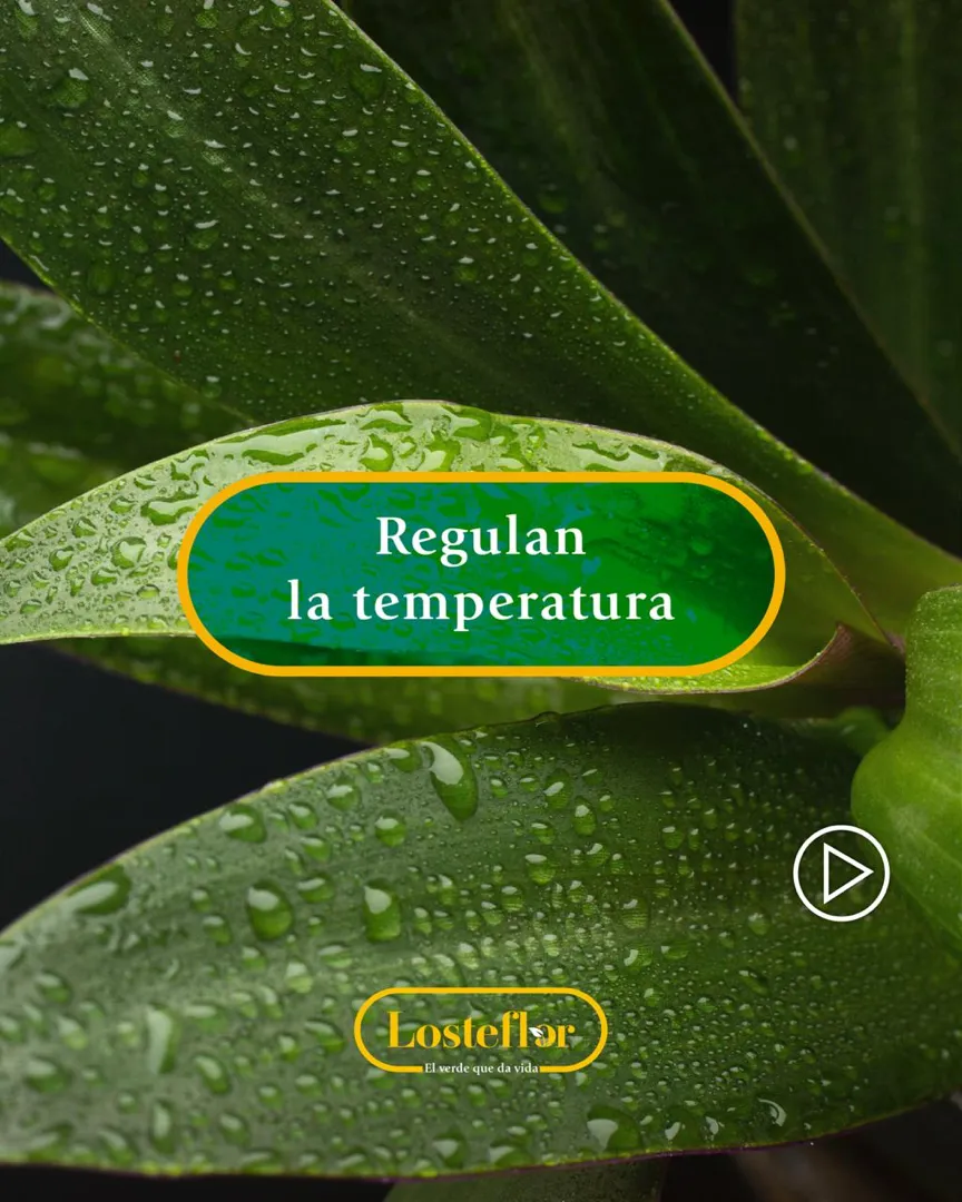 Valor de las plantas en tu jardín - regulan la temperatura