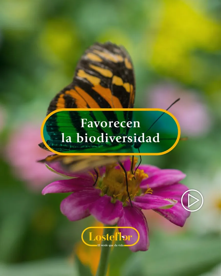 Valor de las plantas en tu jardín - favorecer la biodiversidad