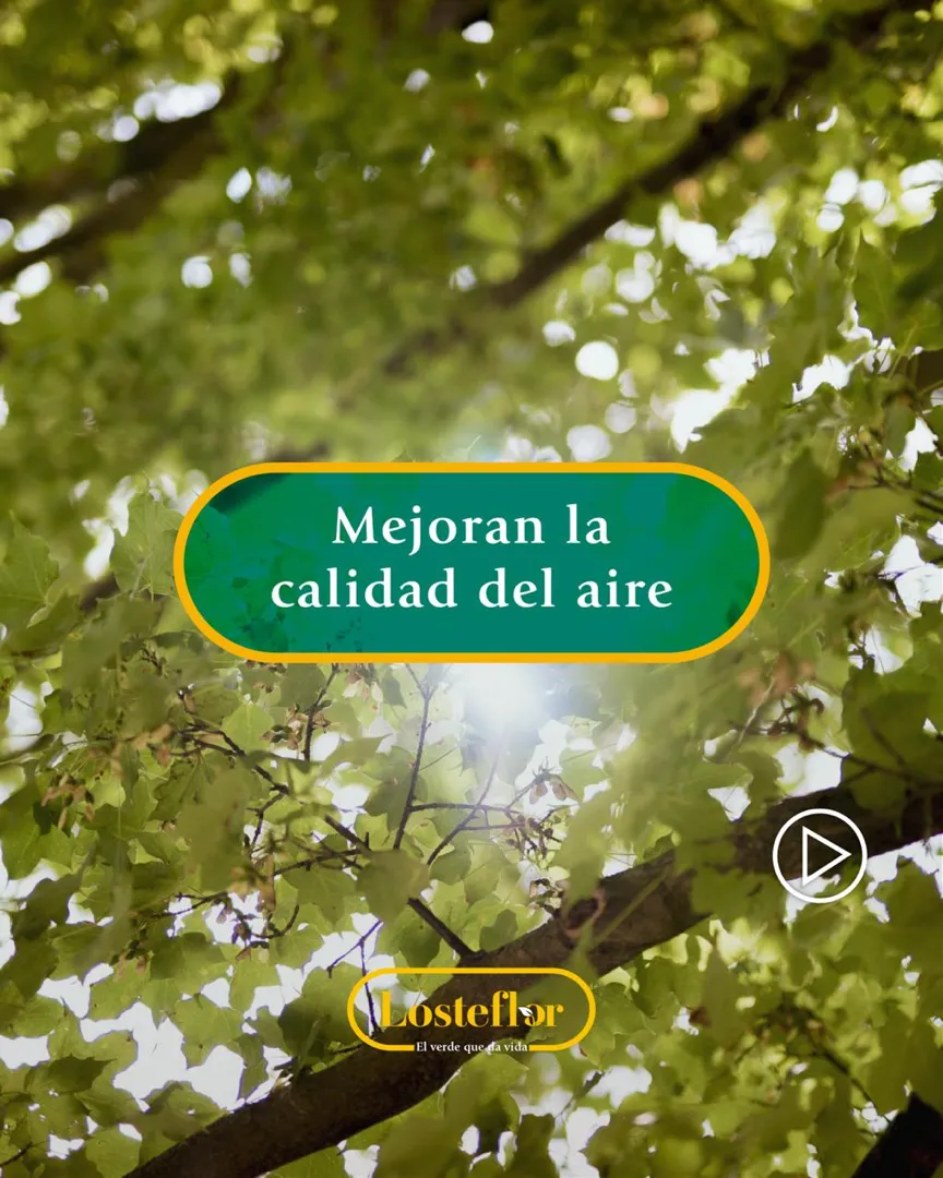 valor de las plantas en tu jardin - mejorar la calidad del aire