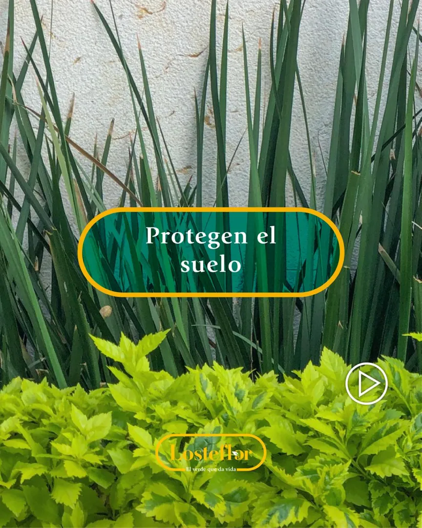 Valor de las plantas en tu jardín - proteger el suelo