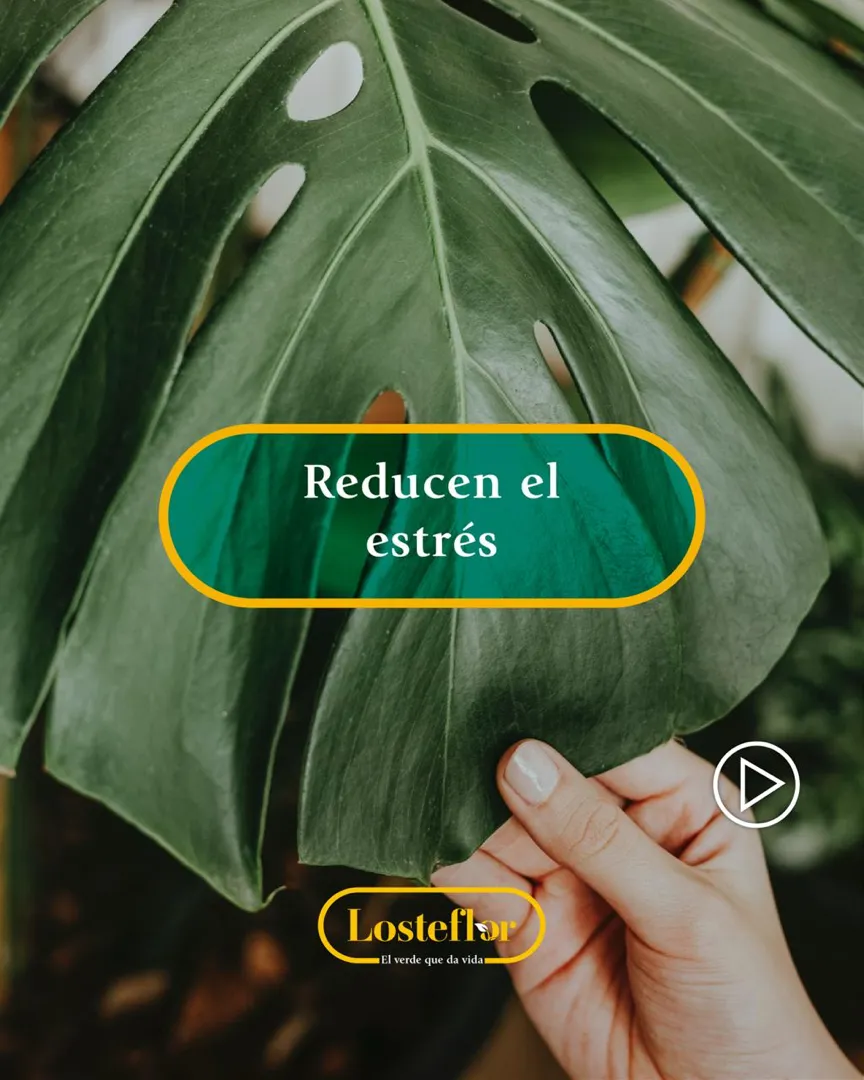 Valor de las plantas en tu jardín - reducir el estres