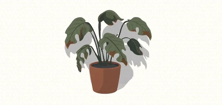 cosas que debes saber antes de comprar plantas de interior - luz