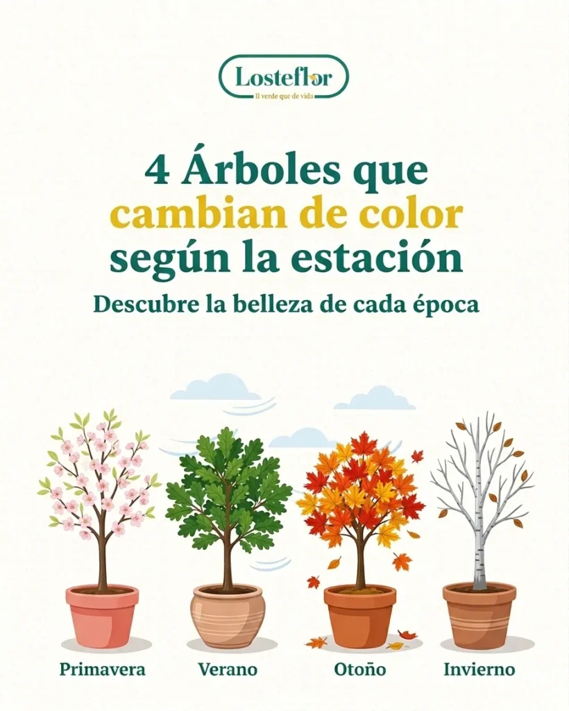 4 arboles que cambian de color segun la estacion