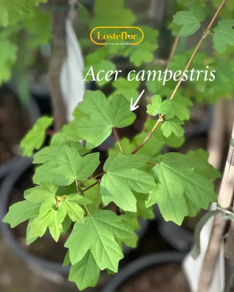 Acer Campestri - arboles que cambian de color