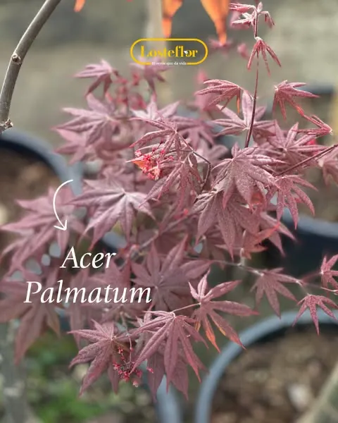 Acer Palmatum - arboles que cambian de color