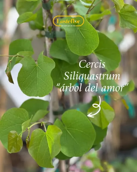 Cercis Siliquastrum - Arbol del amor - arboles que cambian de color