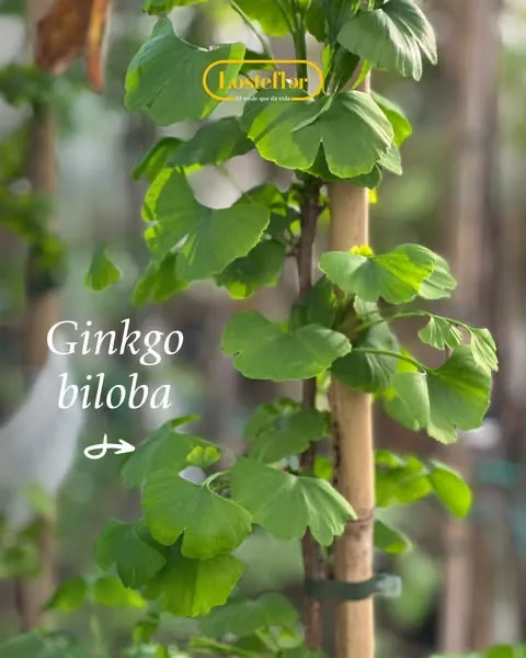 Ginkgo Biloba - arboles que cambian de color