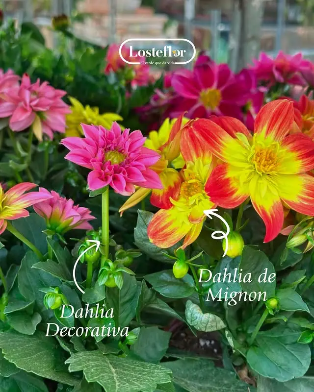 dalia - plantas para regalar el dia de la madre