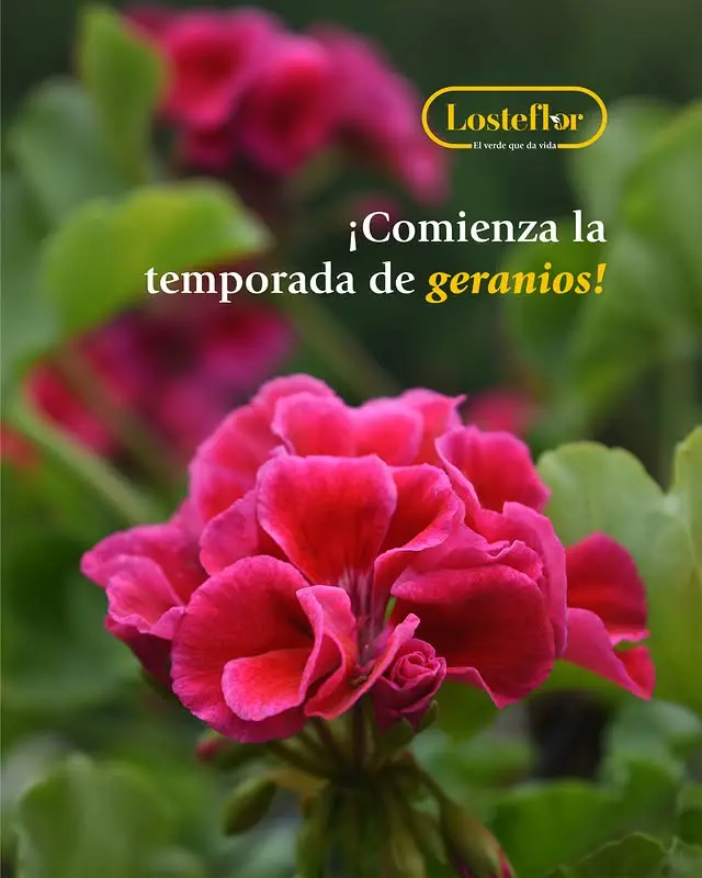 geranios - plantas para regalar el dia de la madre