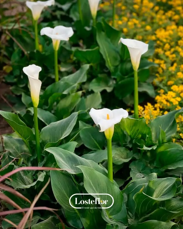 lirio - plantas para regalar el dia de la madre