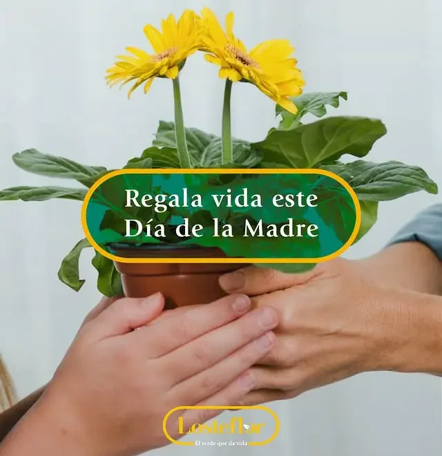 plantas para regalar el dia de la madre