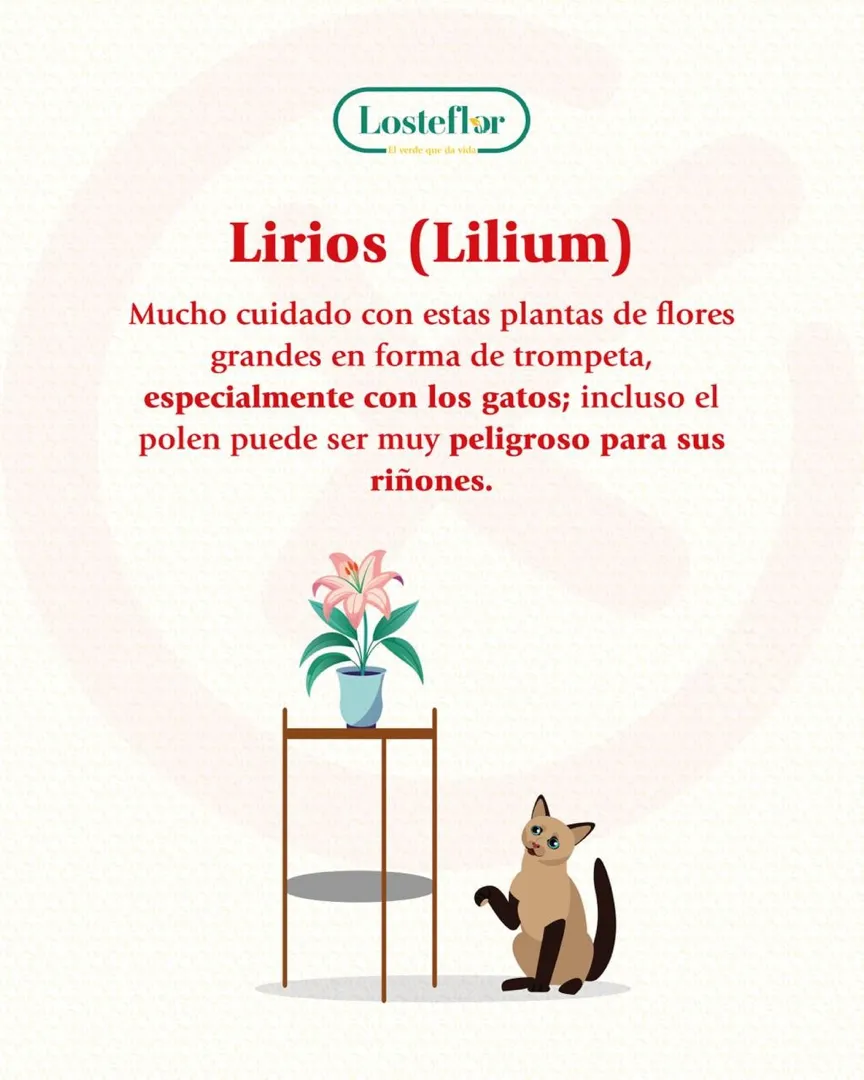 lirios - plantas toxicas para mascotas