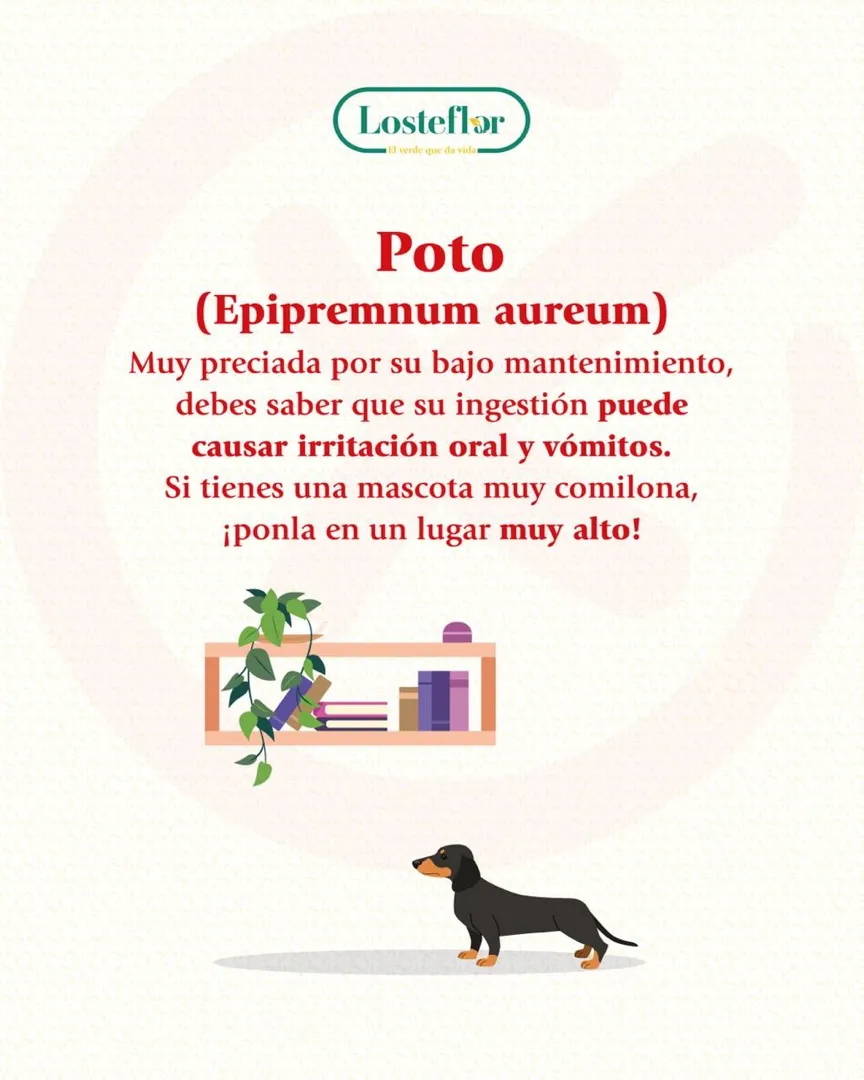 poto - plantas toxicas para mascotas