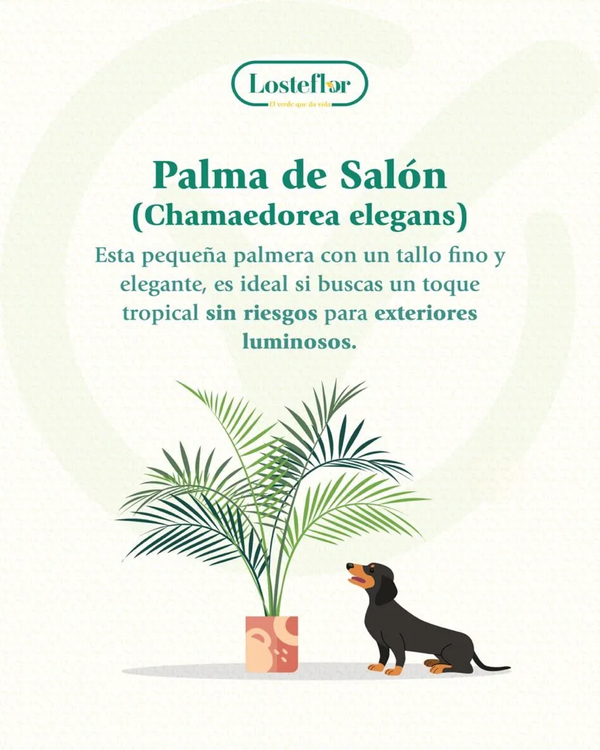 palma de salon - plantas seguras para mascotas