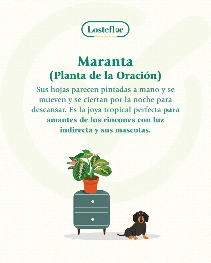 Maranta - plantas seguras para mascotas