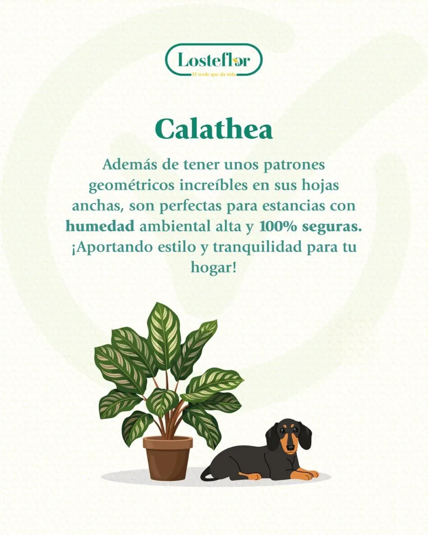 Calathea - plantas seguras para mascotas