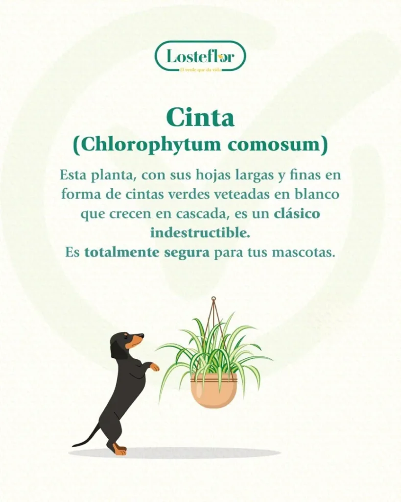 cinta - plantas seguras para mascotas