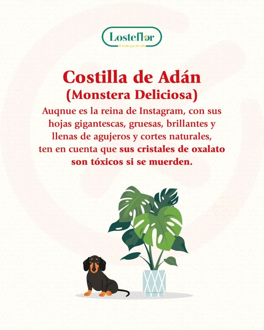 costilla de adan - plantas toxicas para mascotas
