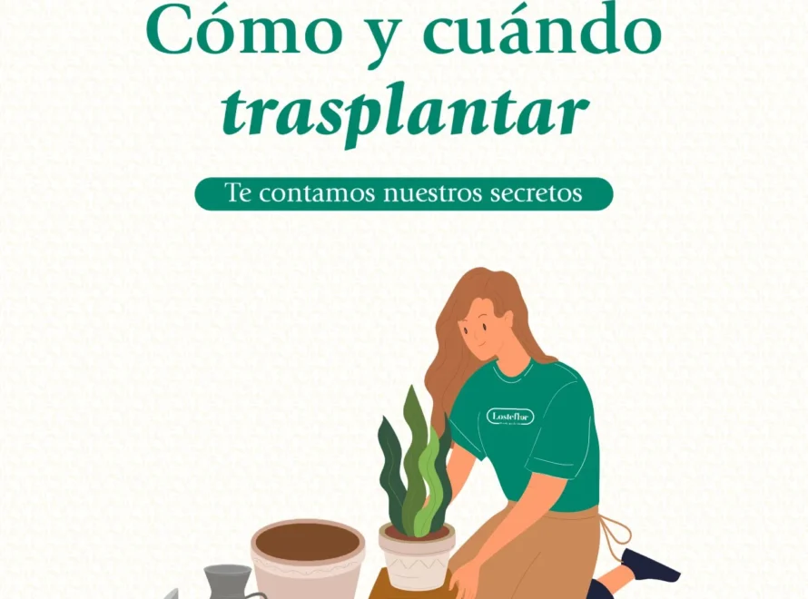 planta con raíces asomando por la maceta lista para un trasplante de maceta en Losteflor