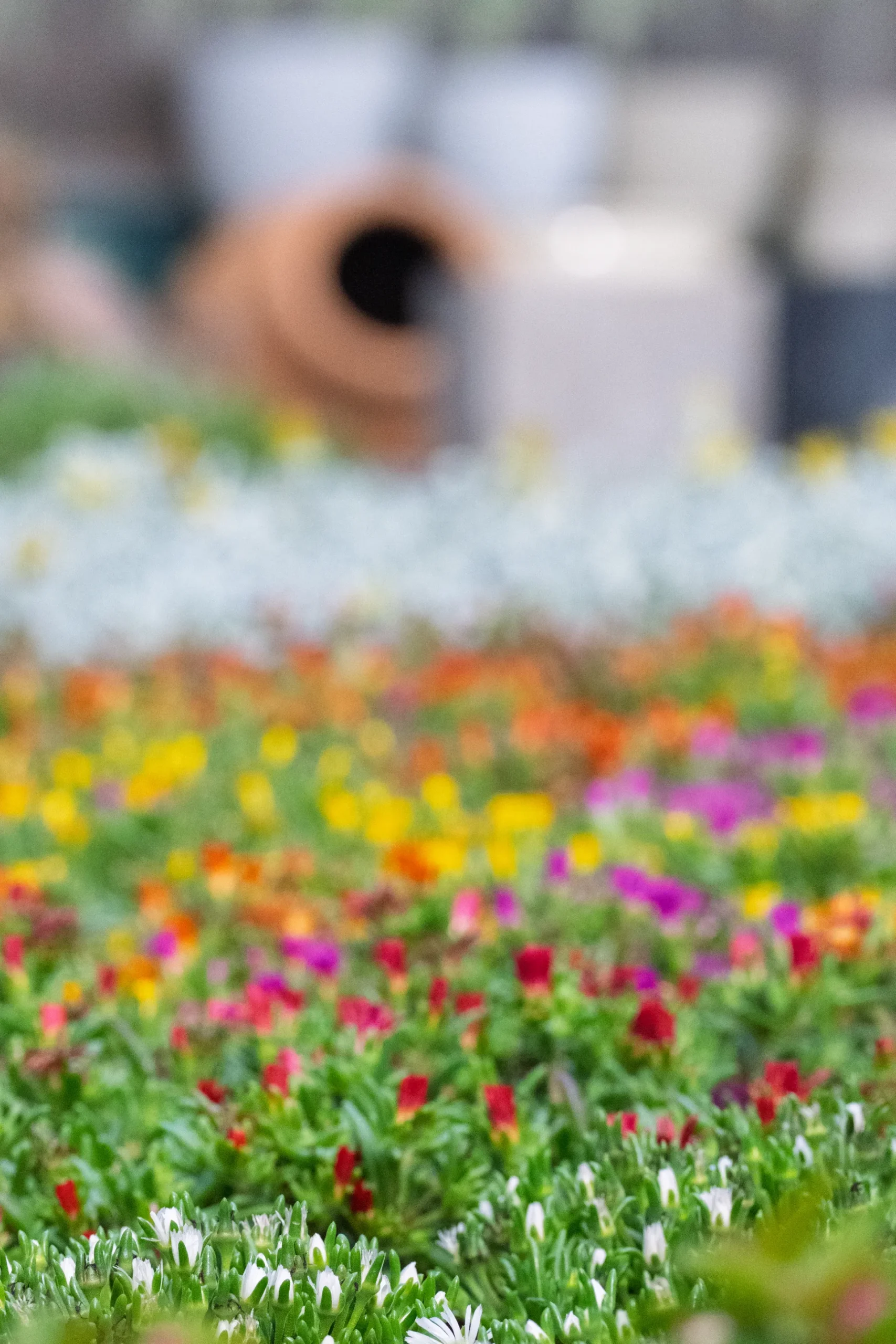 Vivero Losteflor - Servicios de mantenimiento de jardines en Cádiz - Vivero de plantas en Chiclana de la Frontera 10
