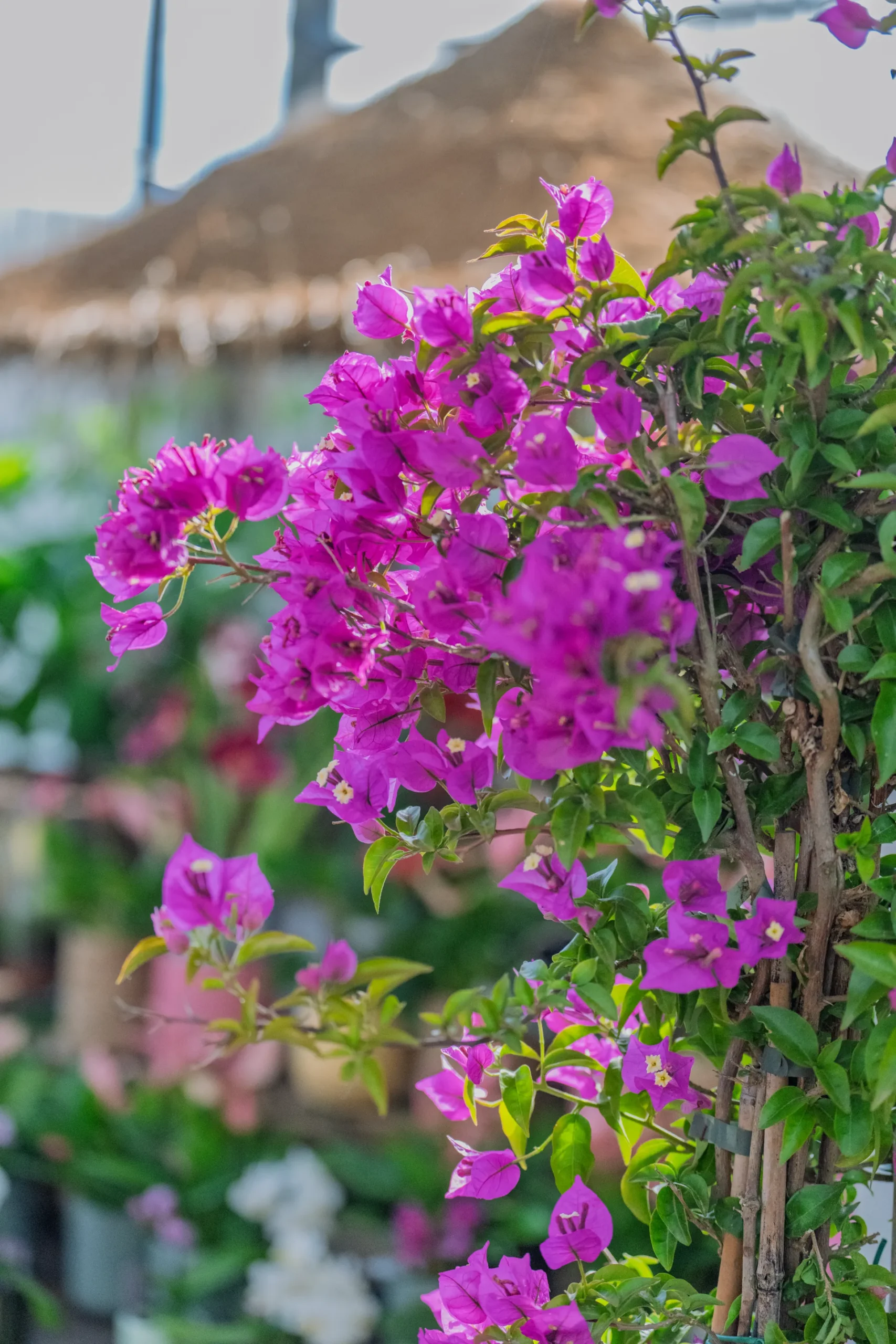 Vivero Losteflor - Servicios de mantenimiento de jardines en Cádiz - Vivero de plantas en Chiclana de la Frontera 2