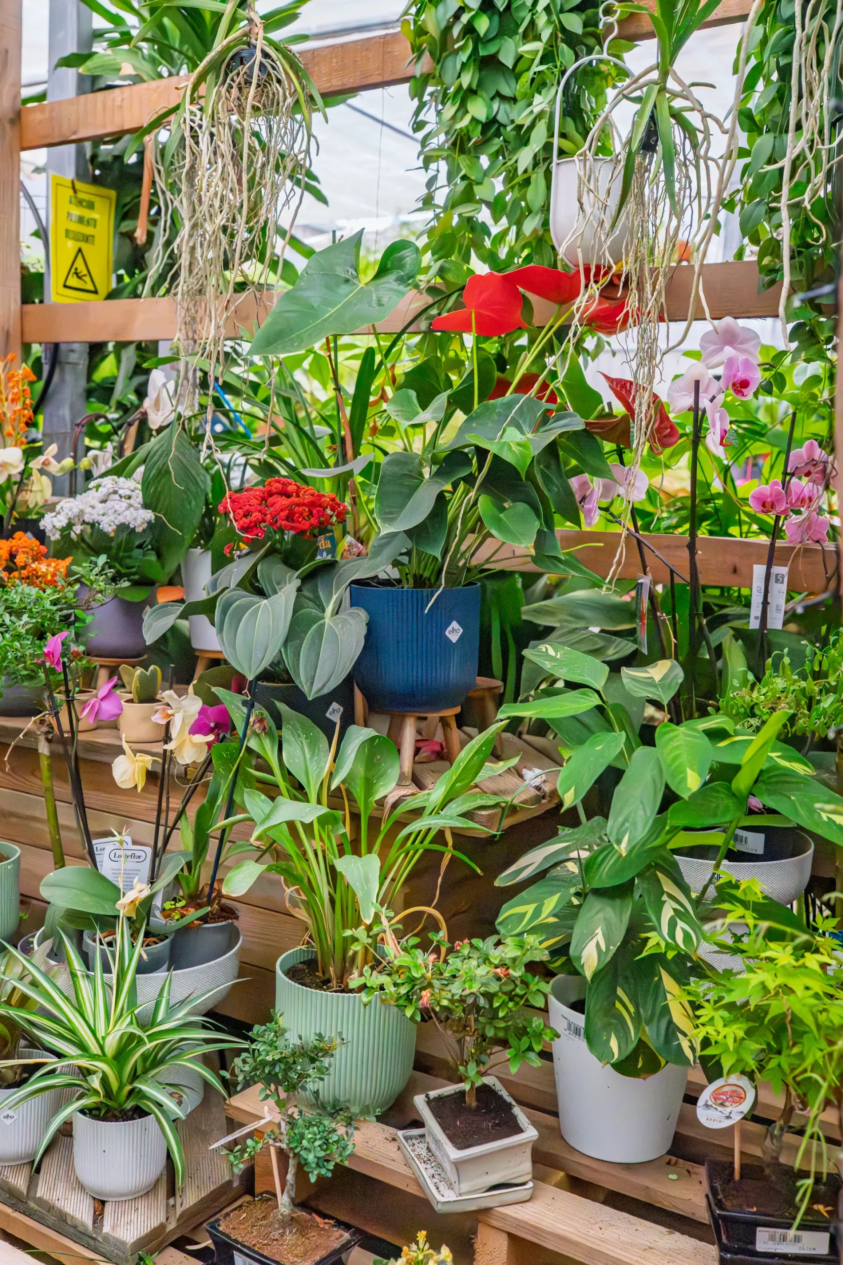 Vivero Losteflor - Servicios de mantenimiento de jardines en Cádiz - Vivero de plantas en Chiclana de la Frontera 20