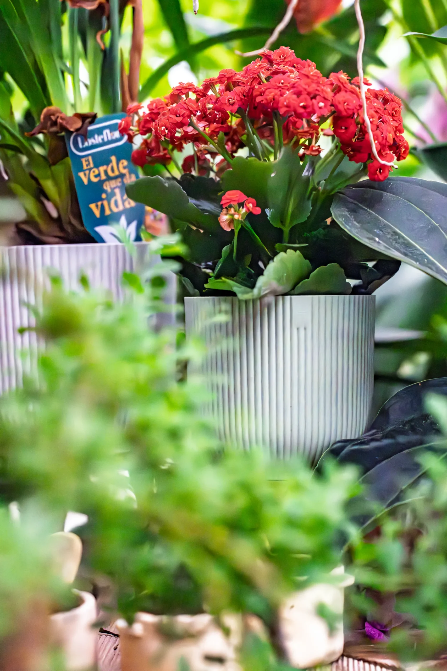Vivero Losteflor - Servicios de mantenimiento de jardines en Cádiz - Vivero de plantas en Chiclana de la Frontera 21
