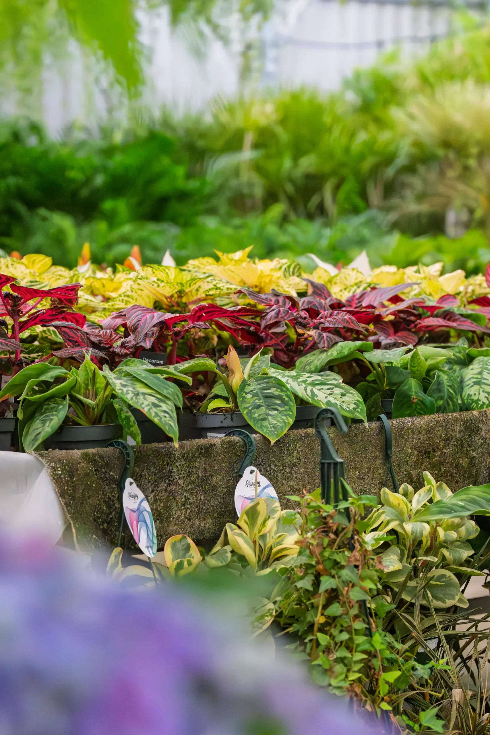 Vivero Losteflor - Servicios de mantenimiento de jardines en Cádiz - Vivero de plantas en Chiclana de la Frontera 22